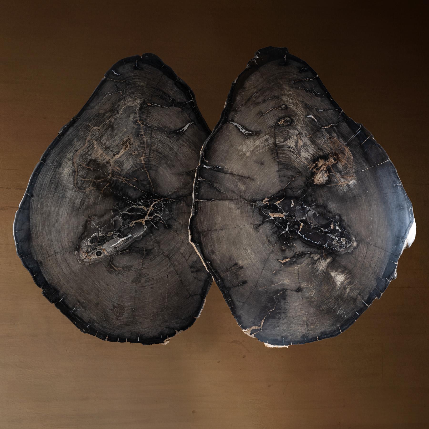 Contemporary Pair of Petrified Wood Center or Coffee Table with Black Metal Base For Sale