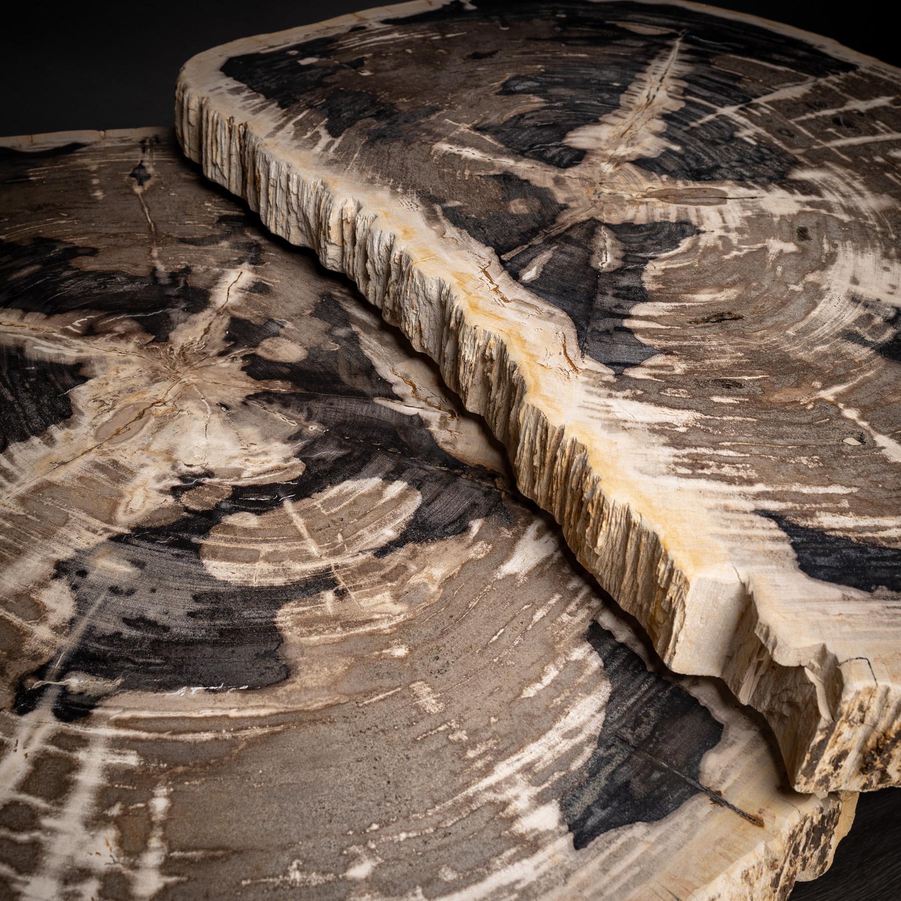 Pair of Petrified Wood Center or Coffee Table with Black Metal Base 1