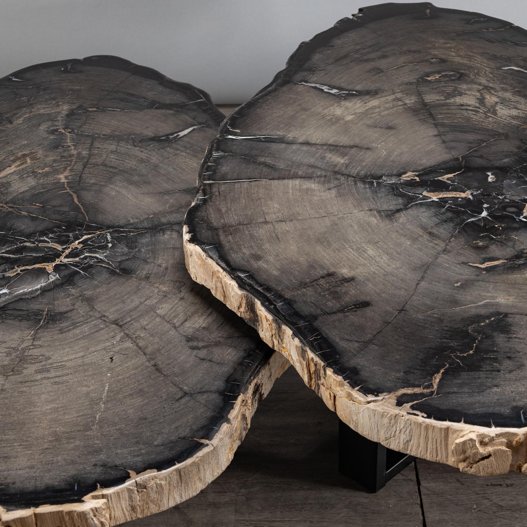 Paar Tafelaufsatz oder Couchtisch aus versteinertem Holz mit schwarzem Metallsockel im Angebot 1