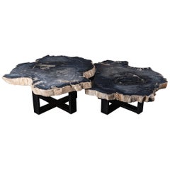 Pair of Petrified Wood Center or Coffee Table with black Metal Base
