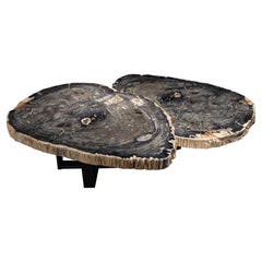 Pair of Petrified Wood Center or Coffee Table with black Metal Base