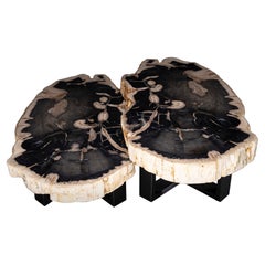 Pair of Petrified Wood Center or Coffee Table with Black Metal Base