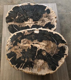 Pair of Petrified Wood Center or Coffee Table with Black Metal Base