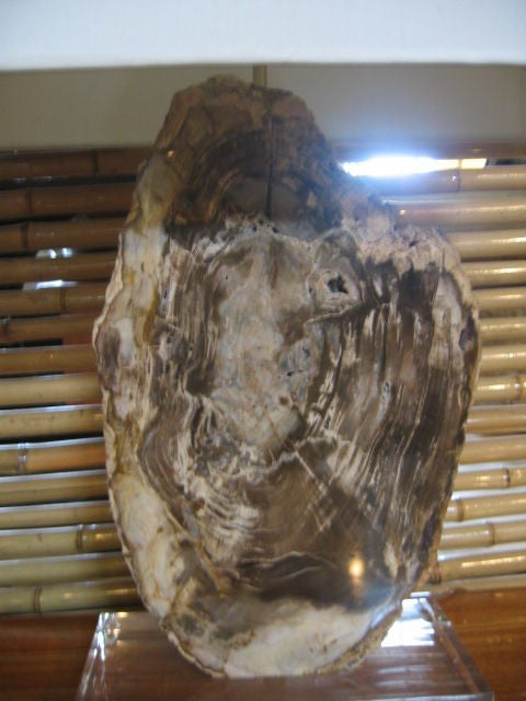 Brazilian Pair of  Petrified Wood Lamps on Acrylic Bases with Shades For Sale