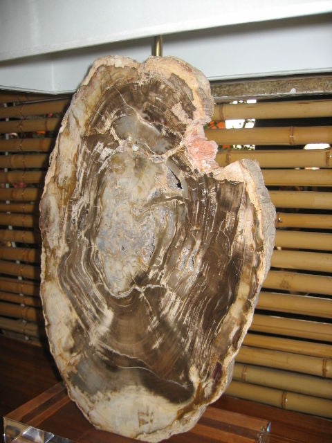 Pair of  Petrified Wood Lamps on Acrylic Bases with Shades In Excellent Condition For Sale In Dallas, TX