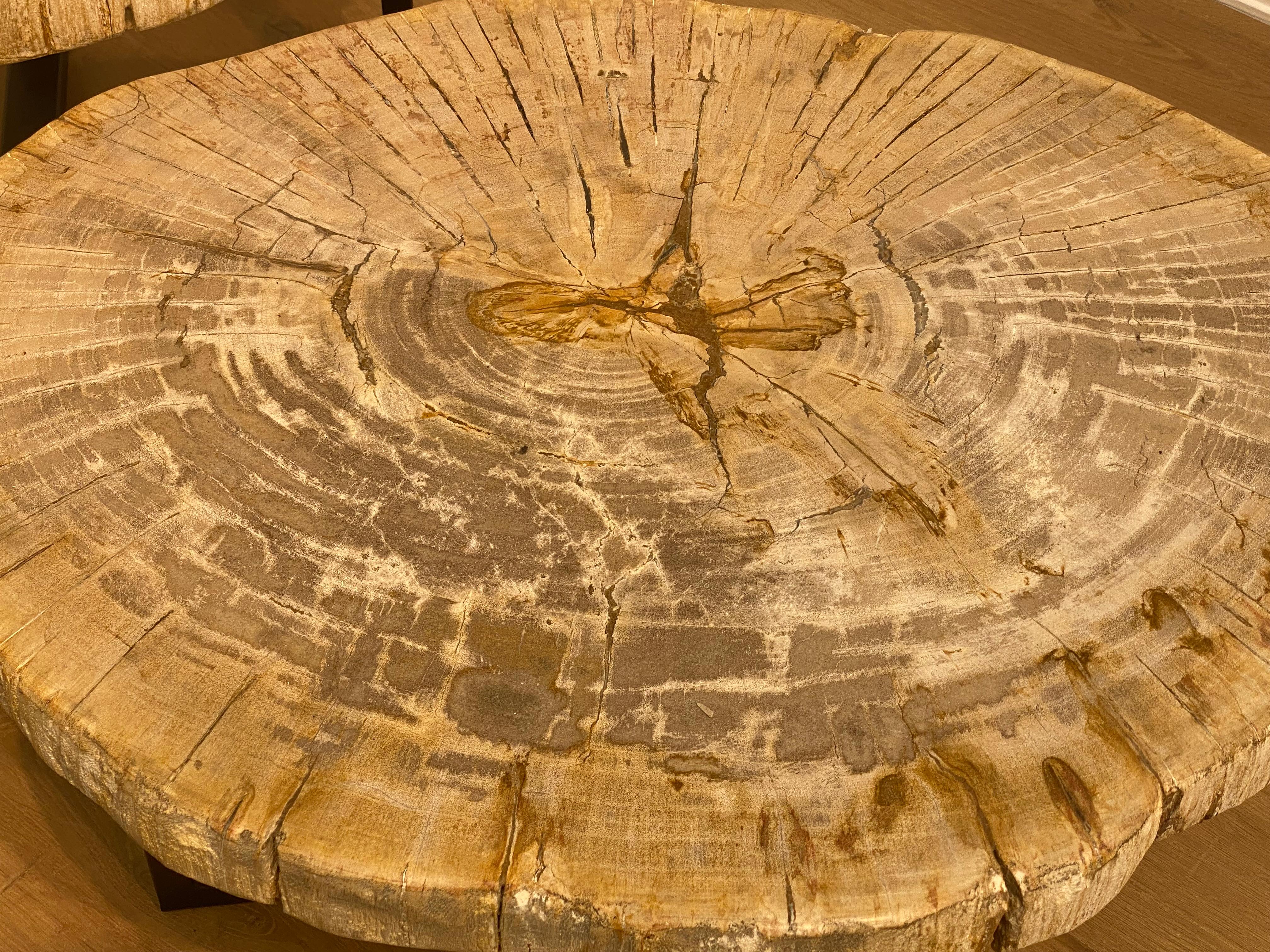 Pair of Petrified Wood Tables 7
