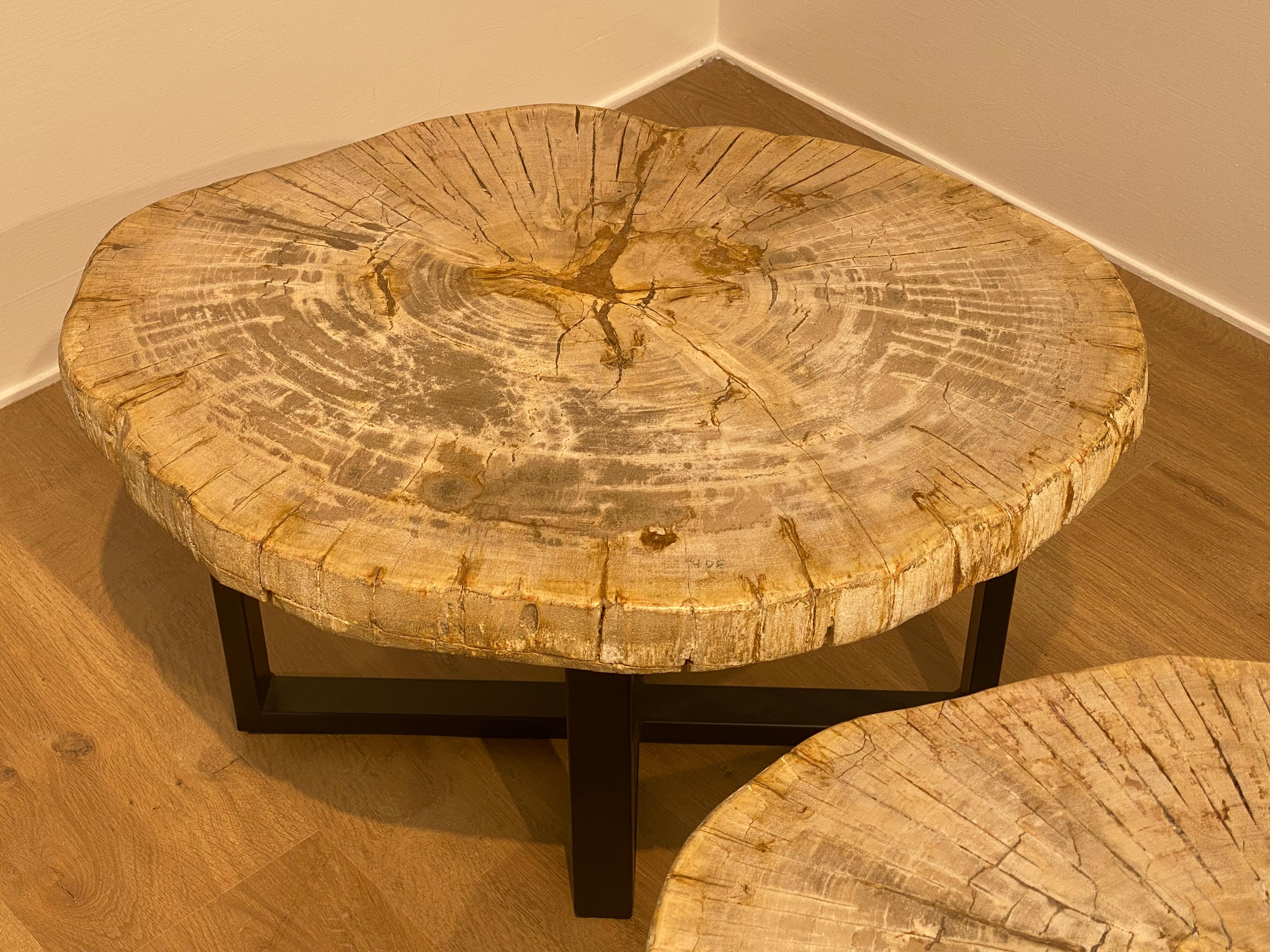Pair of Petrified Wood Tables 8