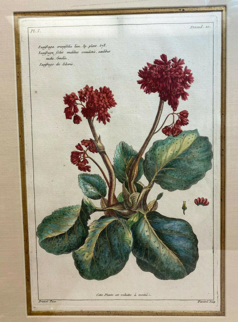 Pair of Pierre Joseph Buchoz (French) Botanical Engravings, 18th century.

Floral prints from 