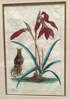 Pair of Pierre Joseph Buchoz 'French' Botanical Engravings, 18th Century