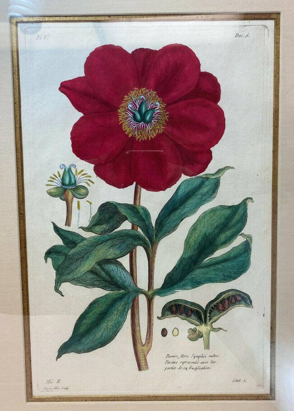 Gravé Paire de gravures botaniques françaises de Pierre Joseph Buchoz (français), 18ème siècle en vente