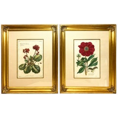 Pair of Pierre Joseph Buchoz 'French' Botanical Engravings, 18th Century