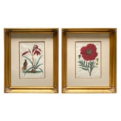 Pair of Pierre Joseph Buchoz 'French' Botanical Engravings, 18th Century