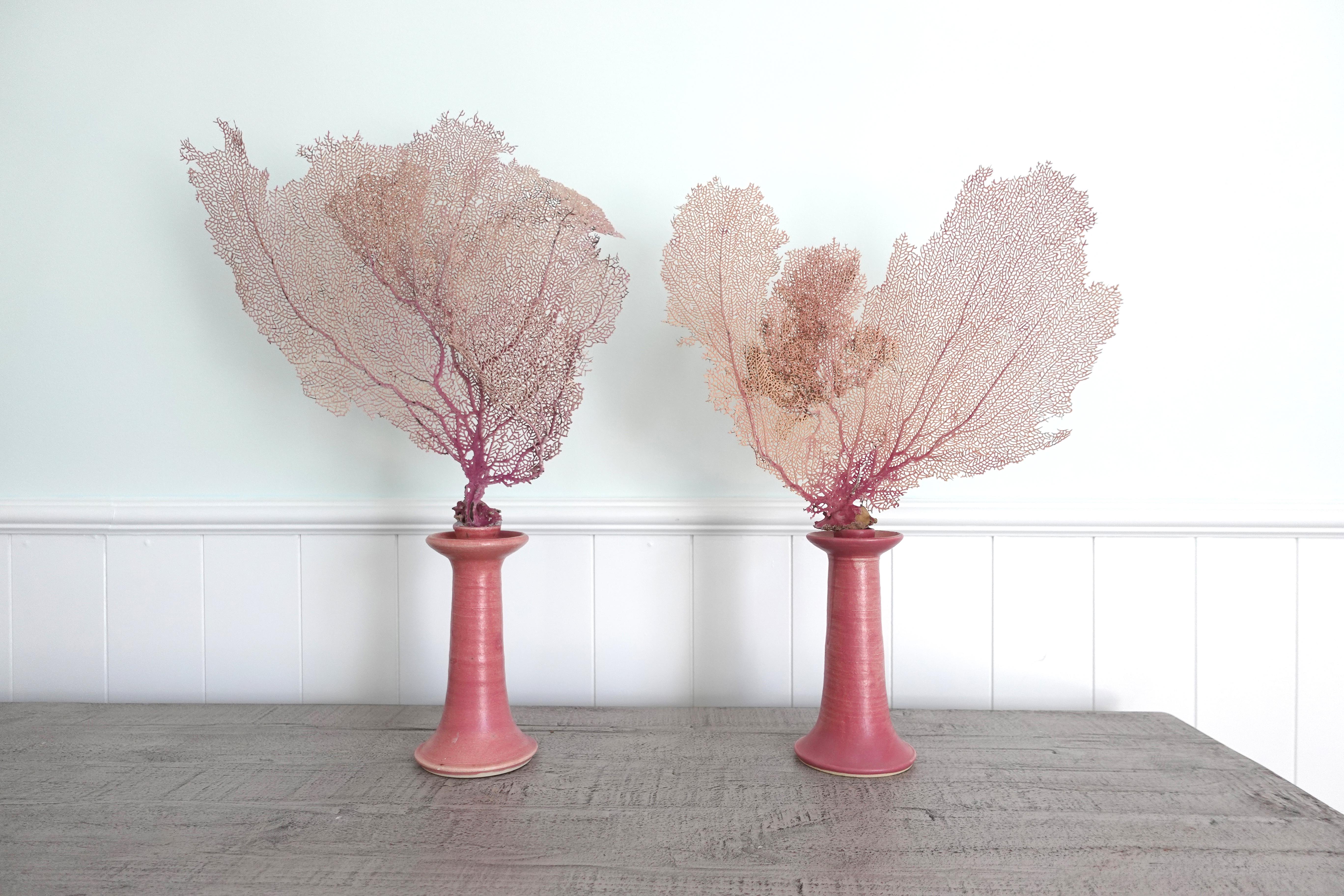 A pair of Pink Toned Natural Sea Fans mounted to accompanying hand-made Candlestick bases by Chriscoe

Graham Chriscoe (candlestick bases)
North Carolina, USA; 1990

Approximate size:  24 (w) x 16 (h) x 3.5 (d) in. ea.

A pair of naturally harvested