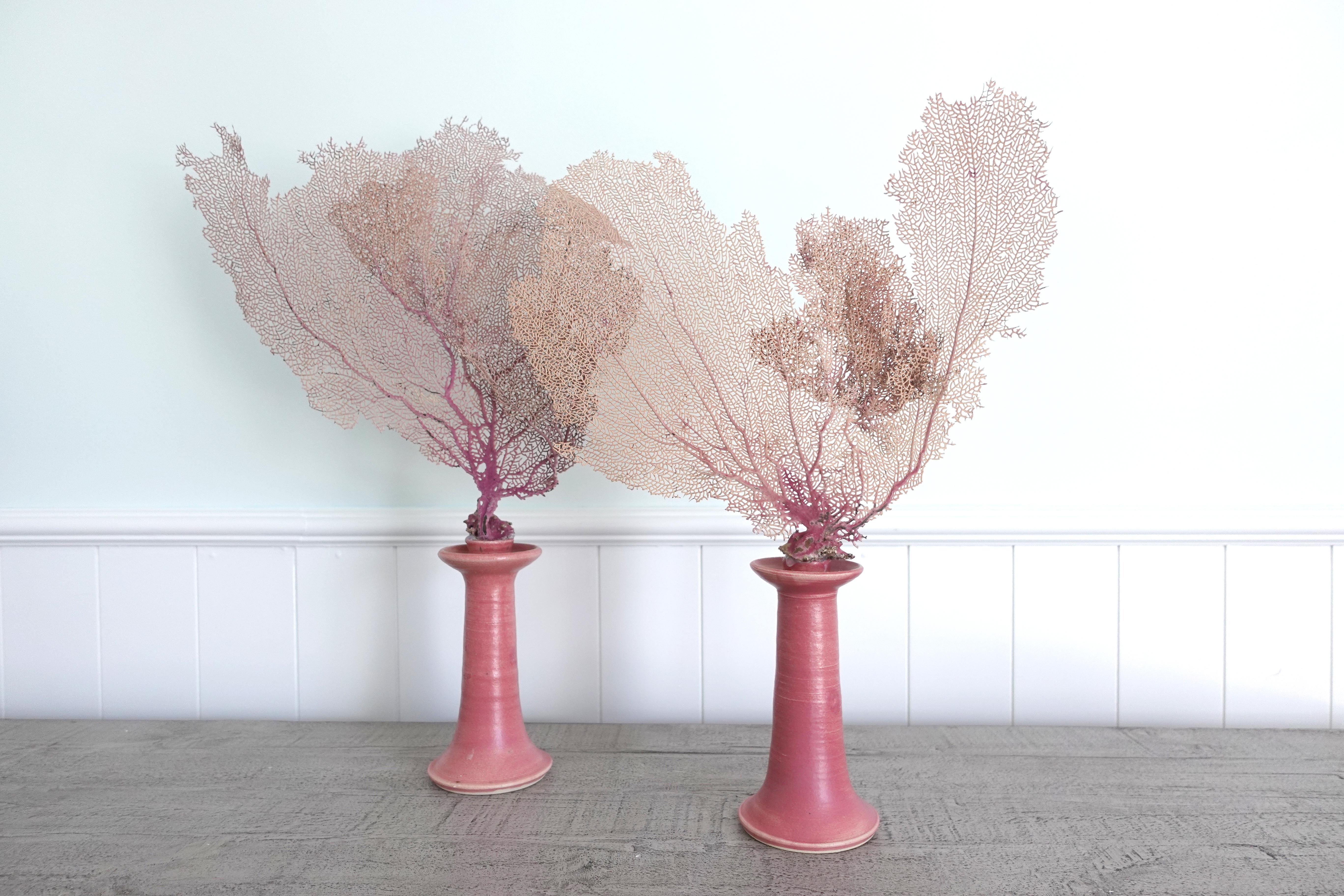 Modern Pair of Pink Natural Sea Fans mounted to hand-made Candlesticks by Chriscoe For Sale