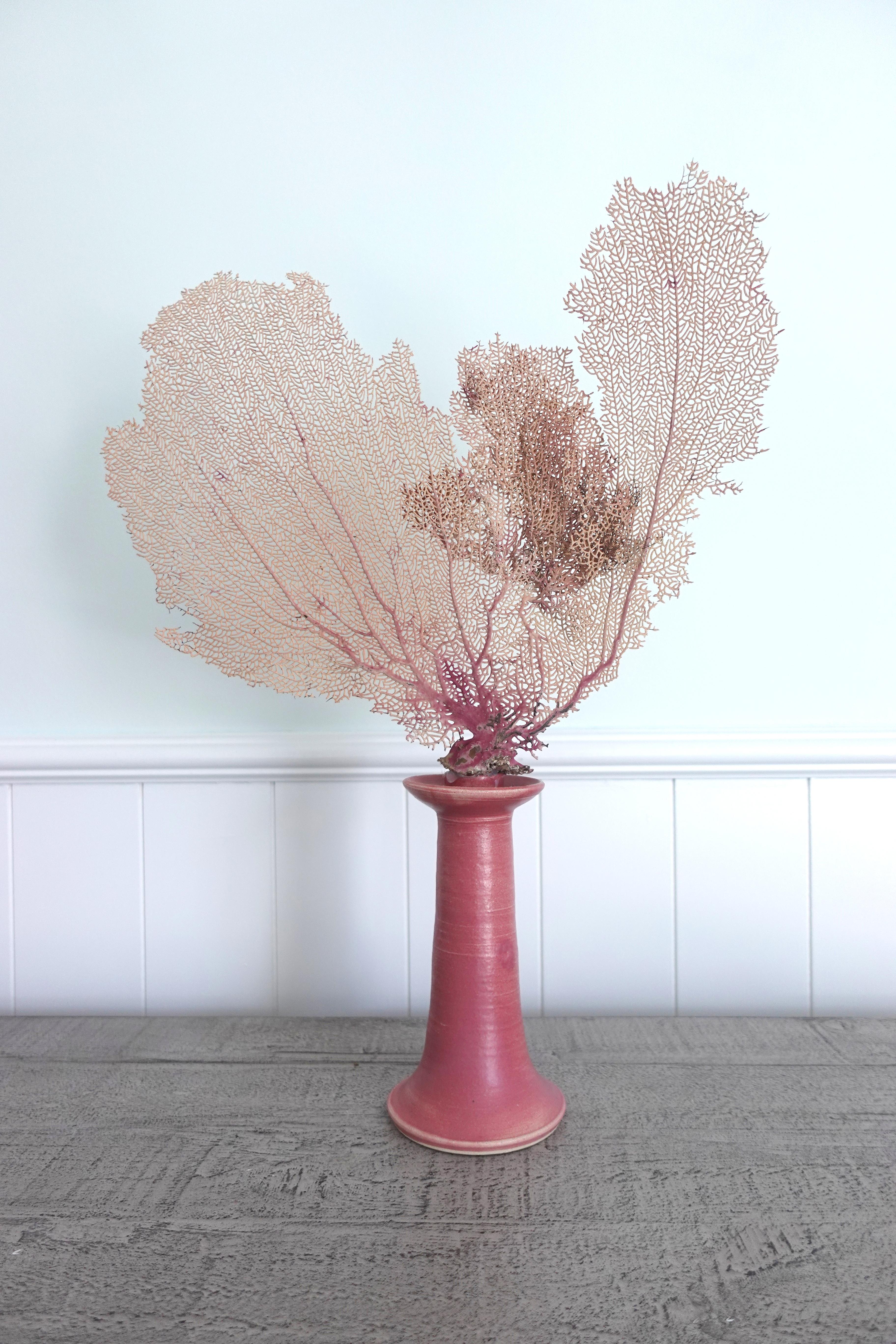 American Pair of Pink Natural Sea Fans mounted to hand-made Candlesticks by Chriscoe For Sale