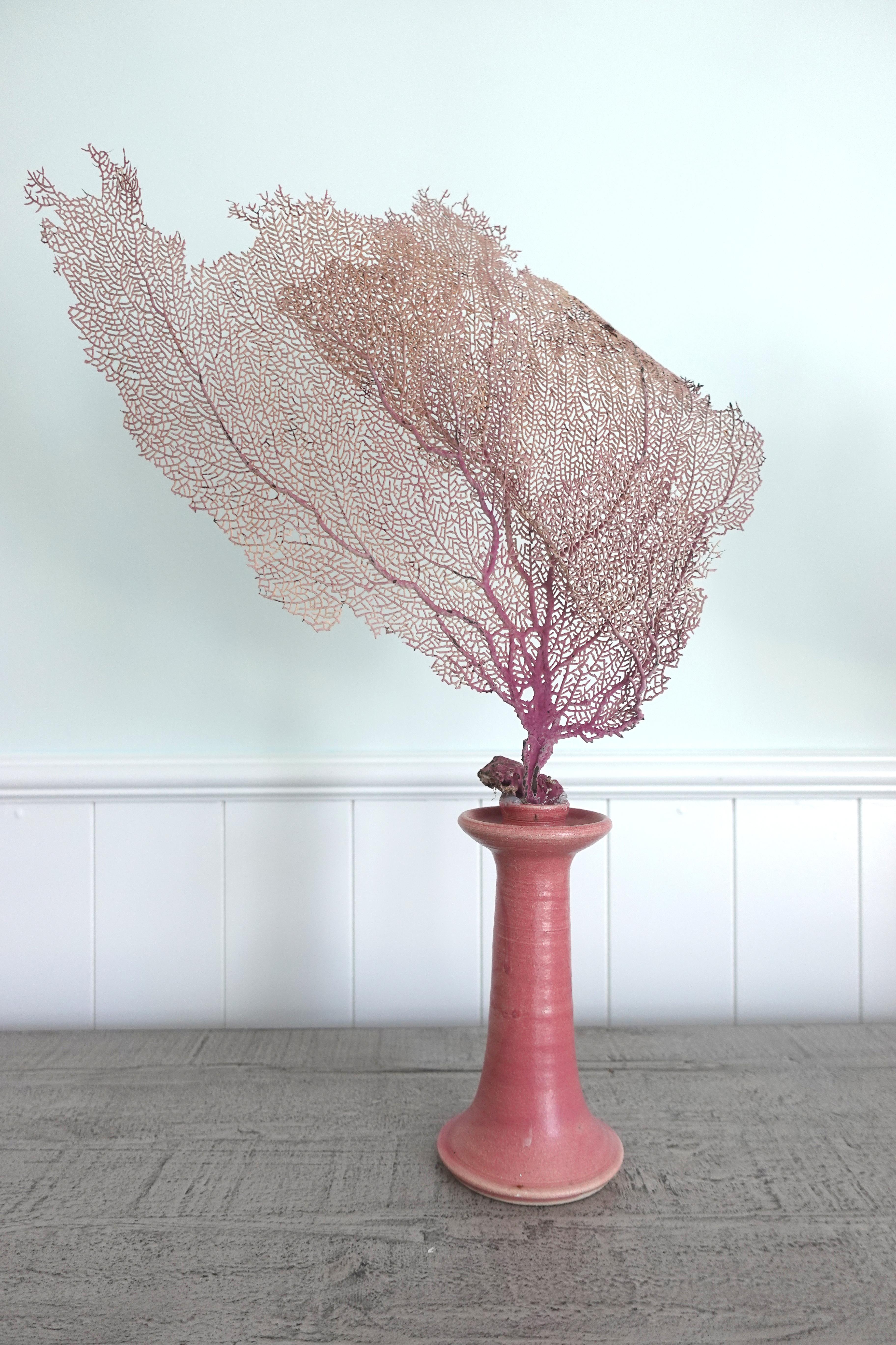Hand-Crafted Pair of Pink Natural Sea Fans mounted to hand-made Candlesticks by Chriscoe For Sale