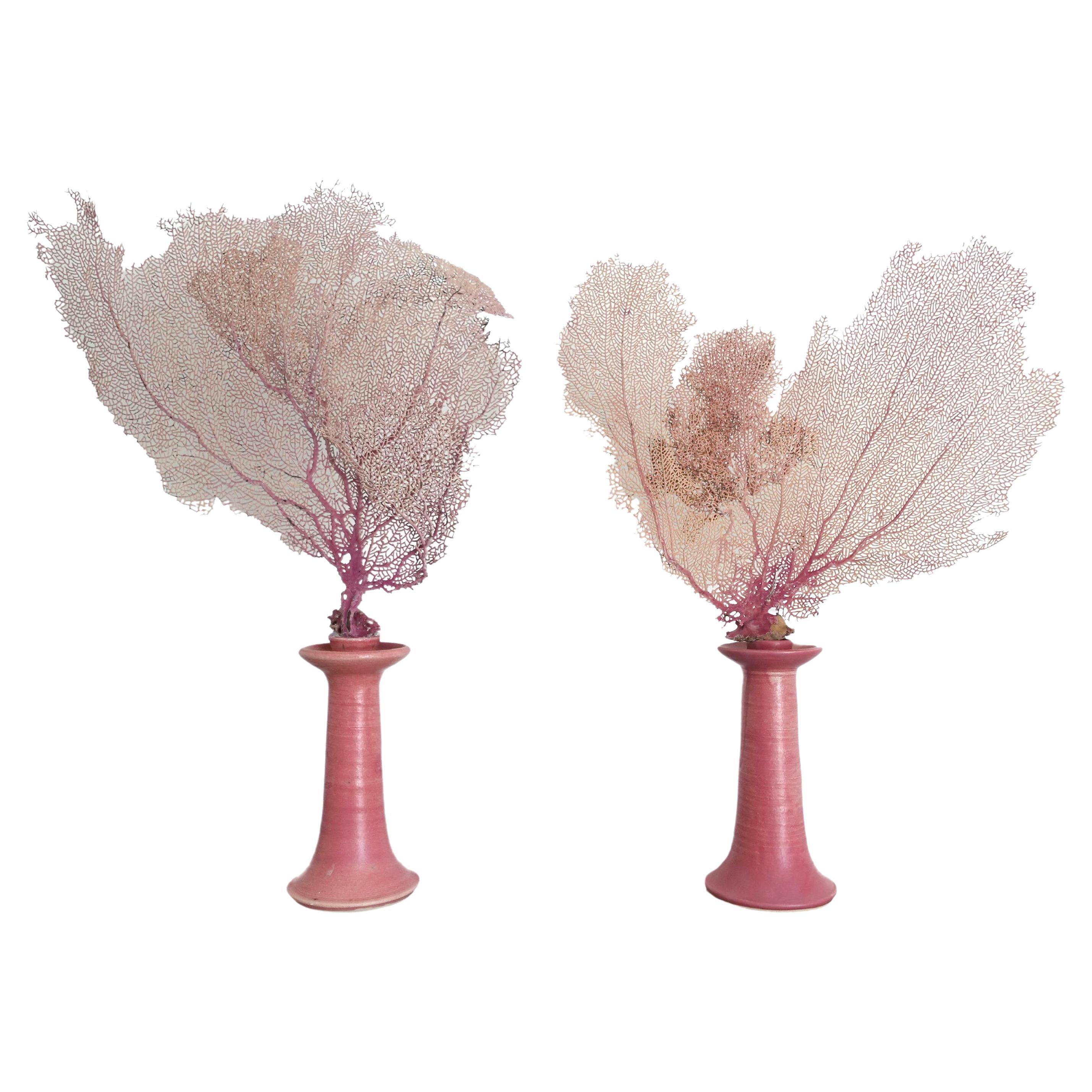 Paire d'éventails de mer naturels roses montés sur des chandeliers faits à la main par Chriscoe