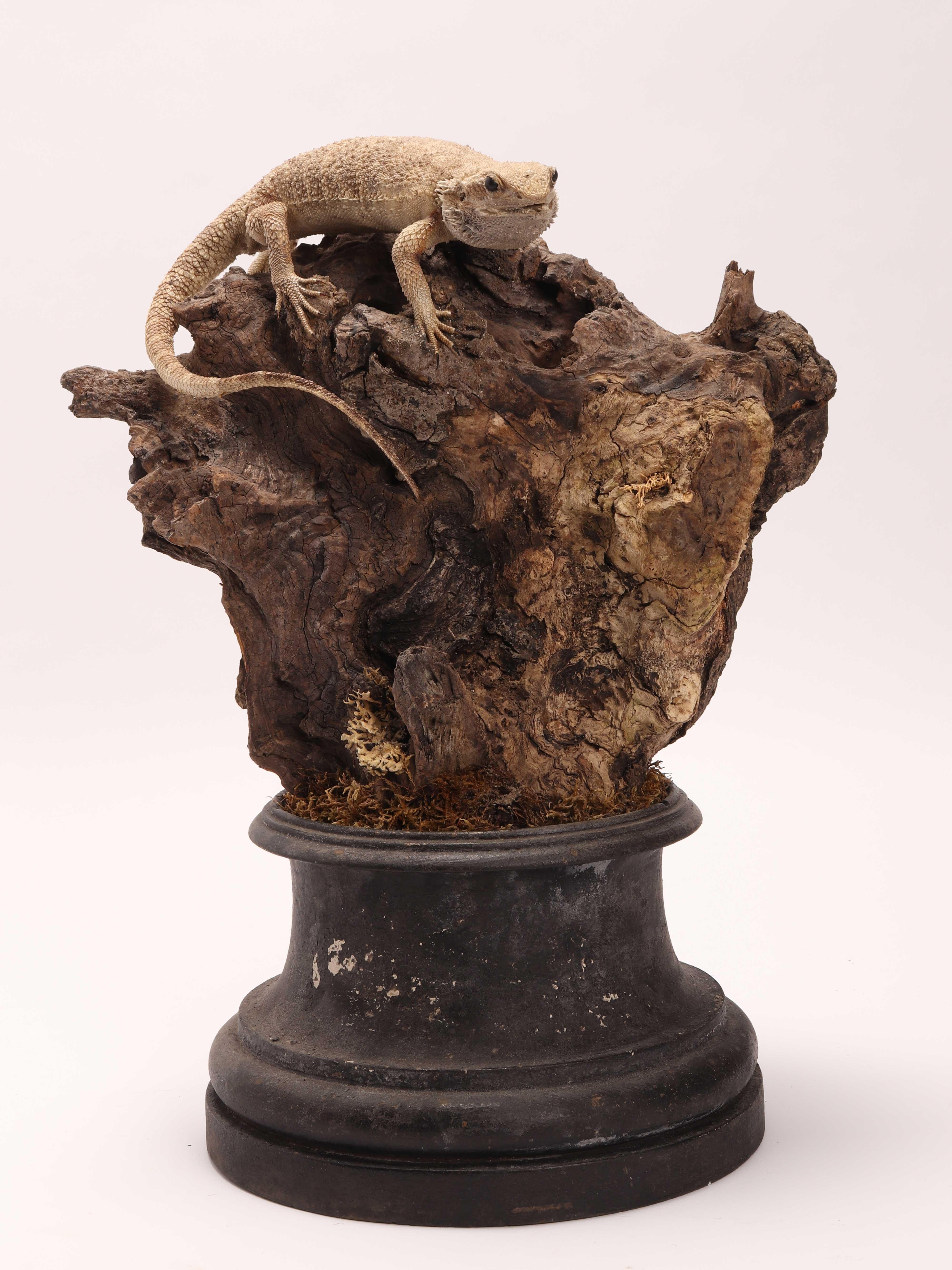 Natürliches Exemplar aus der Wunderkammer. Ein Paar ausgestopfte Pogona Vitticeps Reptilien, montiert auf einem Holzsockel aus Olivenholz und Zirbelkiefer. Schwefelglasaugen. Proben für Labor und Naturalienkabinett. Italien 1850 ca.

 