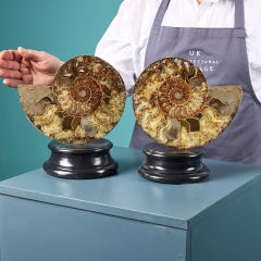 Pair of Polished Cut Ammonites with Crystalline Chambers
