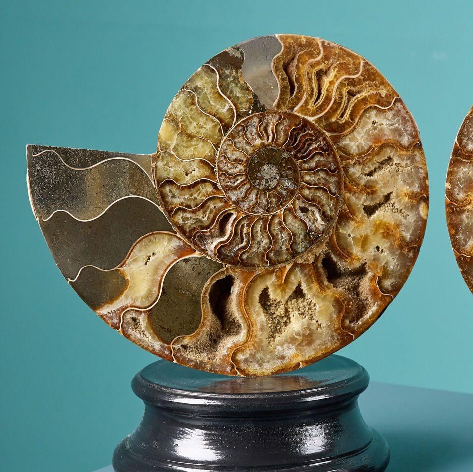 Malagasy Pair of Polished Cut Ammonites with Crystalline Chambers For Sale