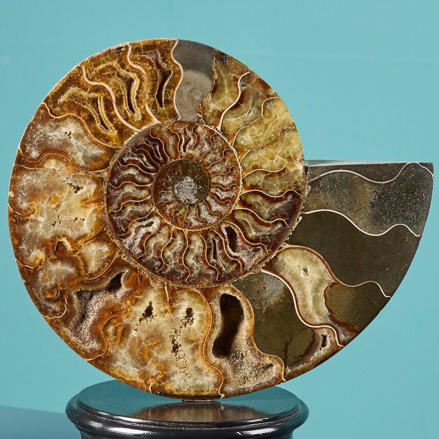 Pair of Polished Cut Ammonites with Crystalline Chambers In Fair Condition For Sale In Wormelow, Herefordshire