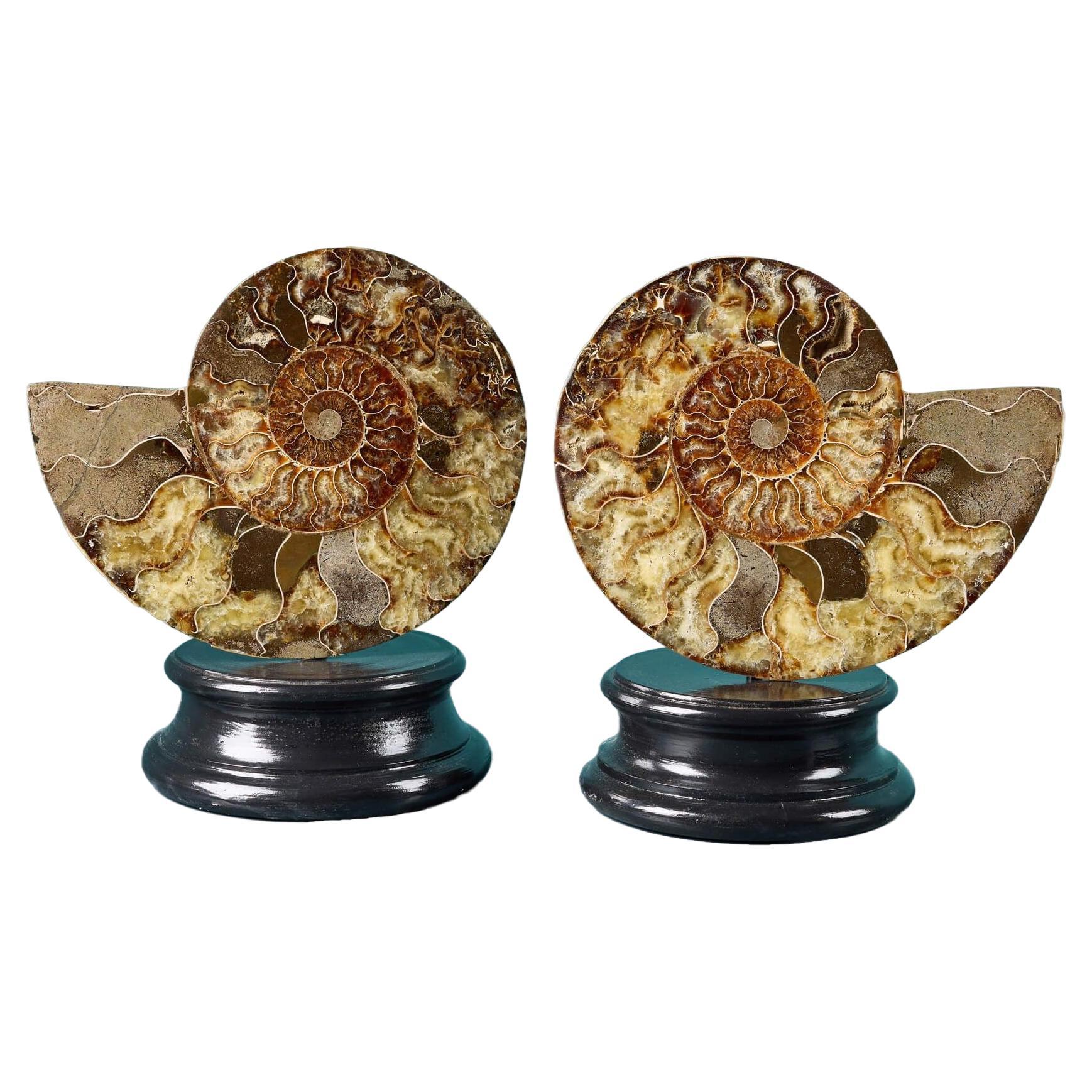 Pair of Polished Cut Ammonites with Crystalline Chambers For Sale