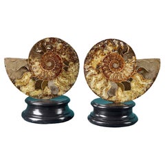 Paar polierte geschliffene Ammoniten mit kristallinen Kammern