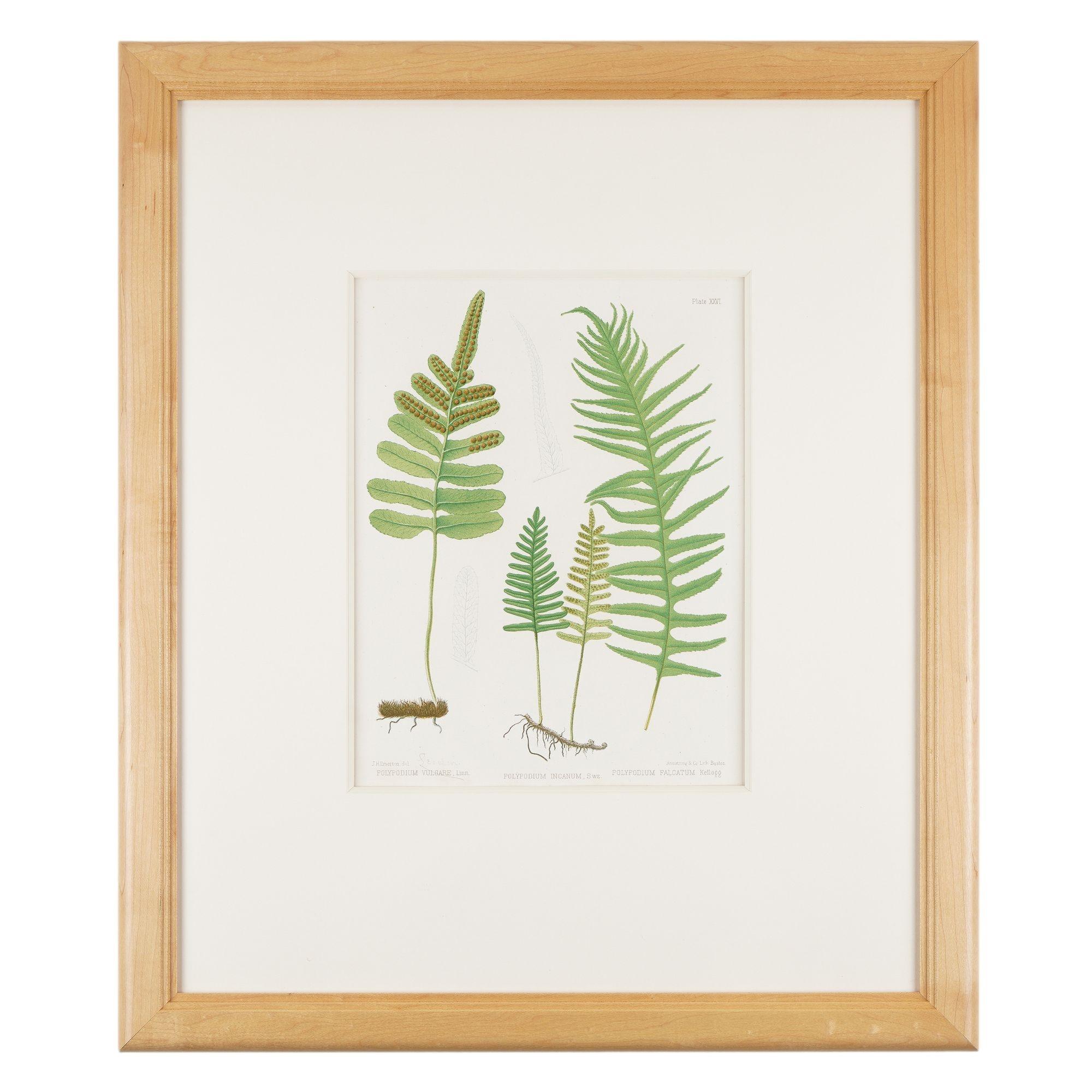 Pair of prints from “The Ferns of North America
