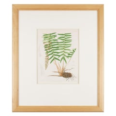 Pair of prints from “The Ferns of North America" by Daniel Cady Eaton, 1879