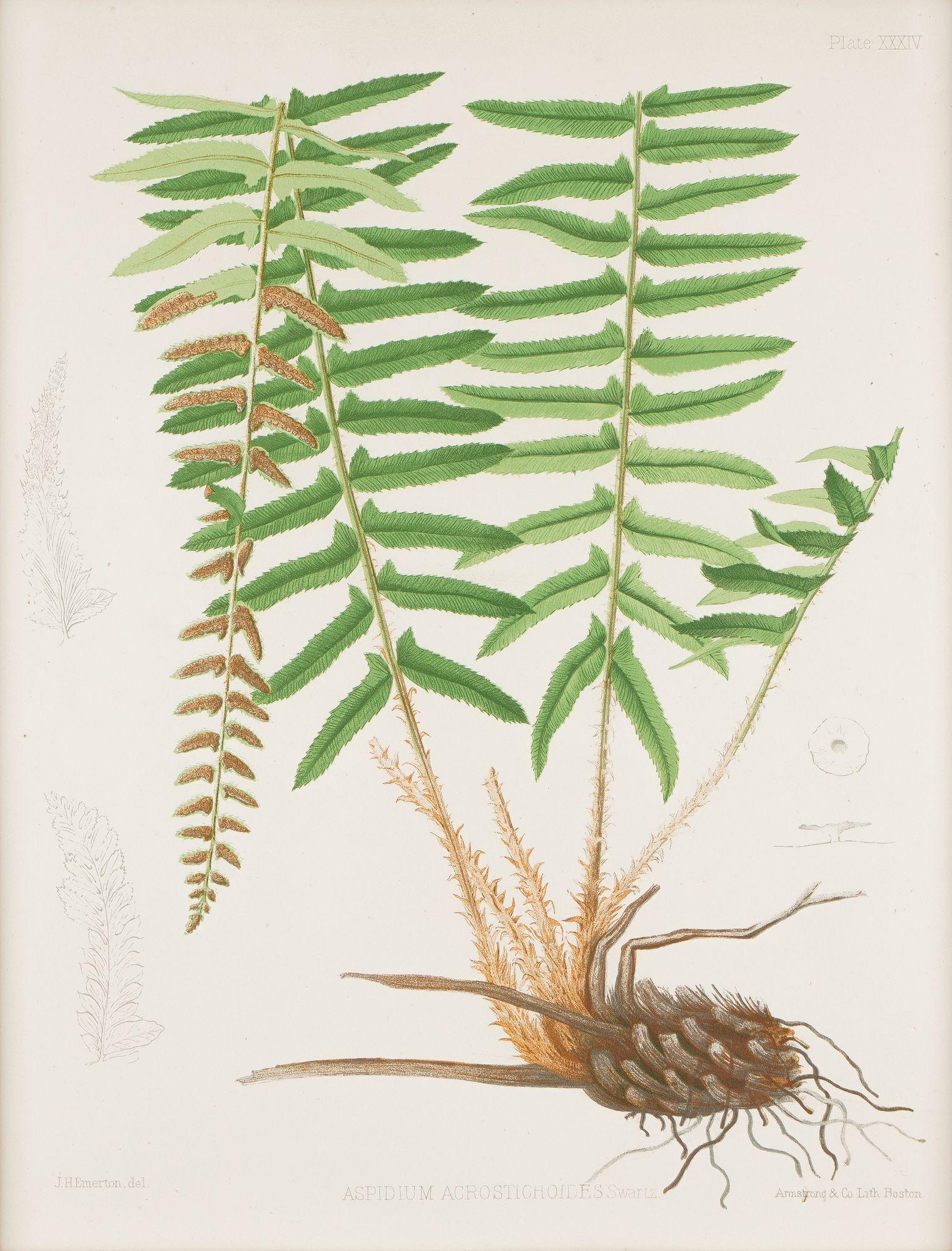 American Pair of prints from “The Ferns of North America