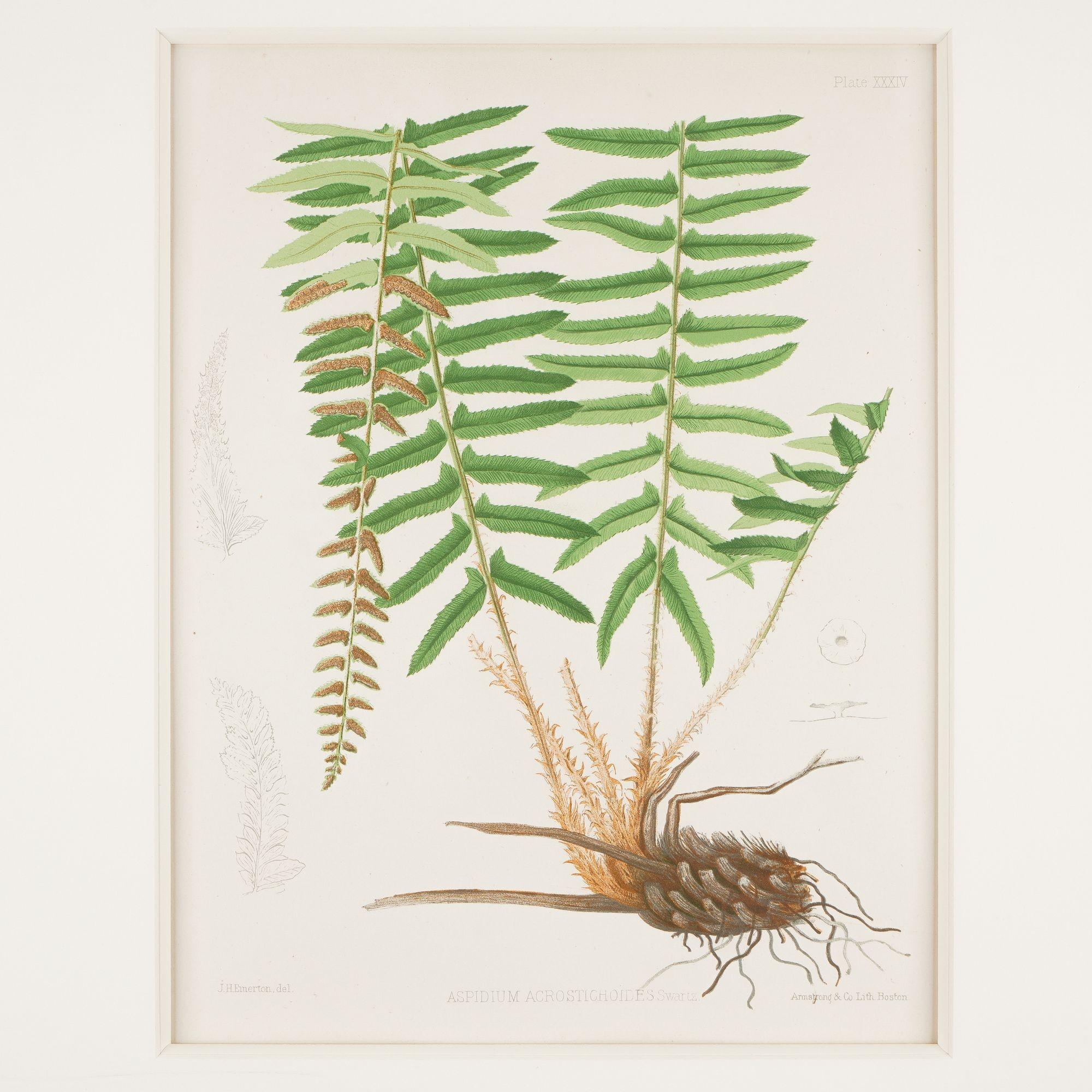 Pair of prints from “The Ferns of North America