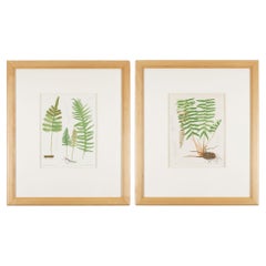 Antique Pair of prints from “The Ferns of North America" by Daniel Cady Eaton, 1879