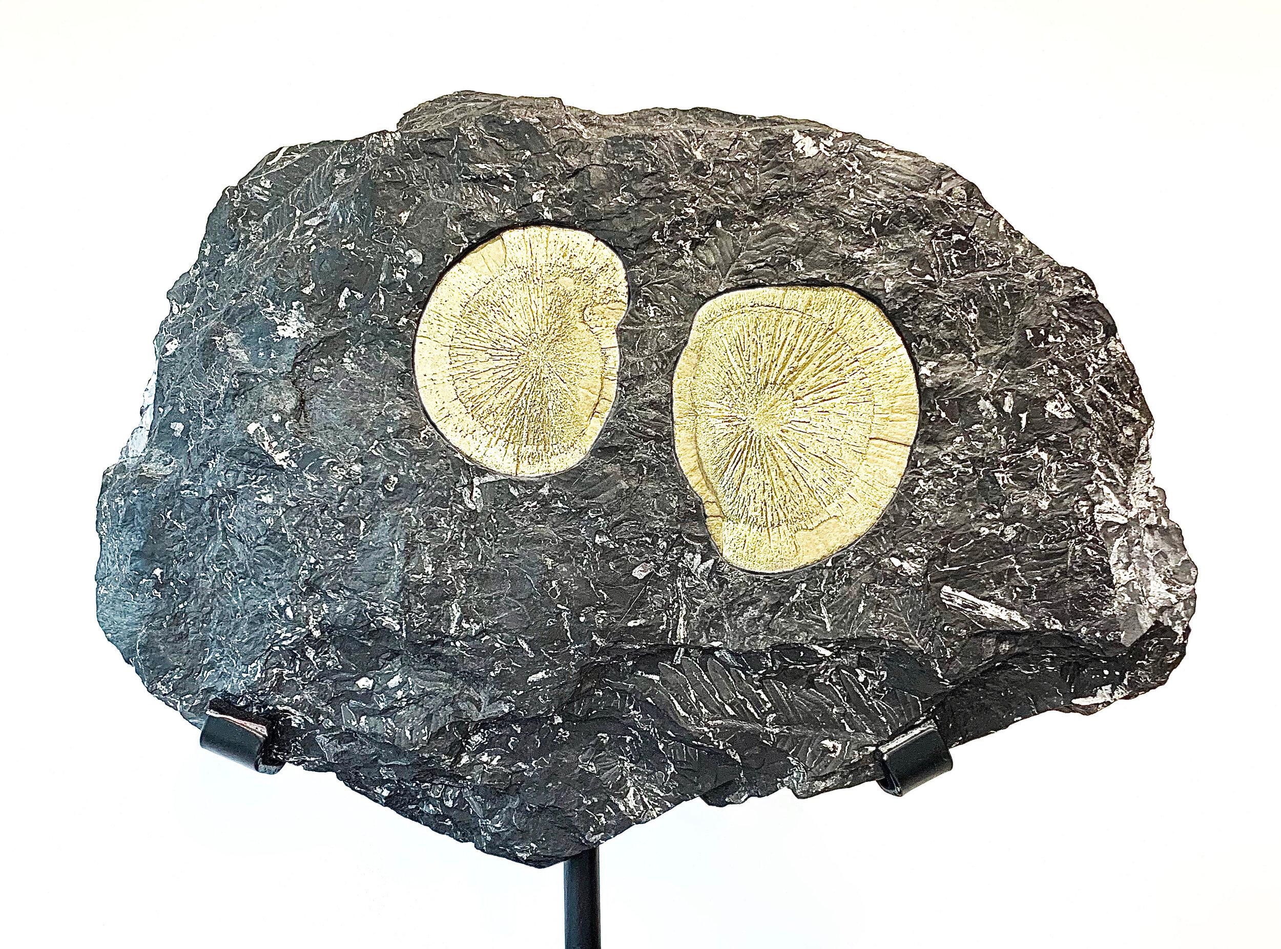Pair of pyrite (Fools Gold) suns in a matrix slab, Illinois. Circa 30 Million Years Old

Measures: 24 x 34 x 2 cm

From rare dinosaur skulls and Stone Age tools to the world’s earliest animals that date back millions of years, the Extraordinary