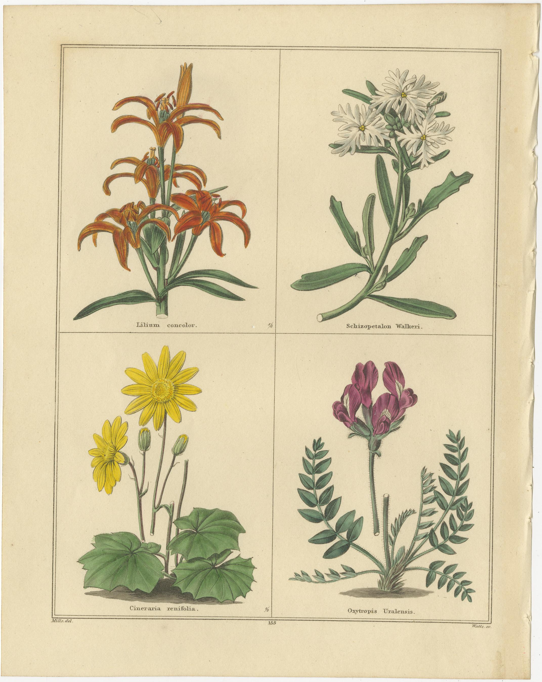 Paar botanische Kupferstiche aus The Botanic Garden von B. Maund, London um 1836

Beschreibung:
Ein exquisites Paar originaler handkolorierter botanischer Stiche aus *The Botanic Garden* von Benjamin Maund (1790-1864), veröffentlicht in London um