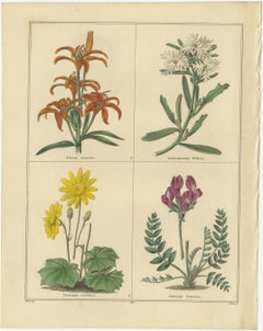 Paar seltene botanische Blumendrucke von B. Maund, London, aus dem Jahr 1836