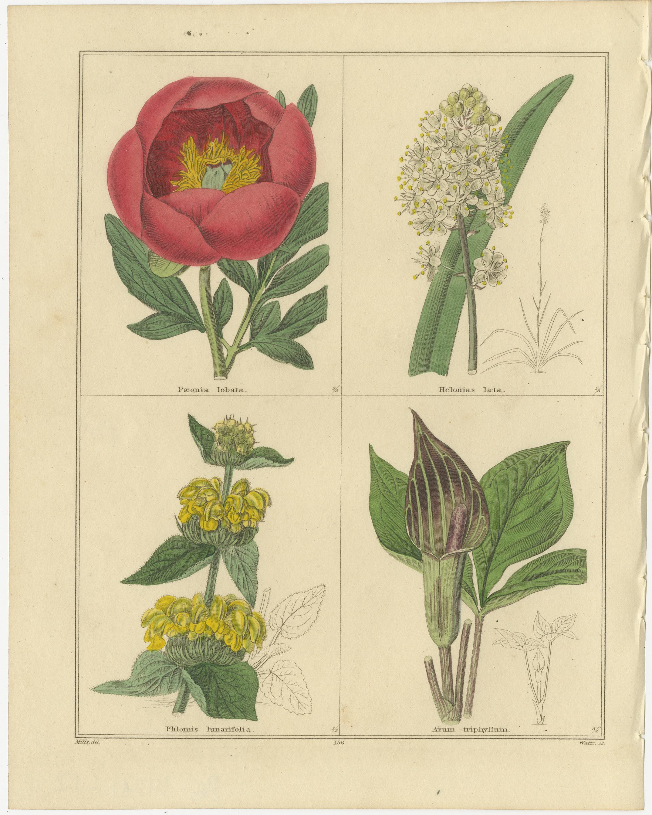 Paar seltene botanische Blumendrucke von B. Maund, London, aus dem Jahr 1836 (Britisch) im Angebot