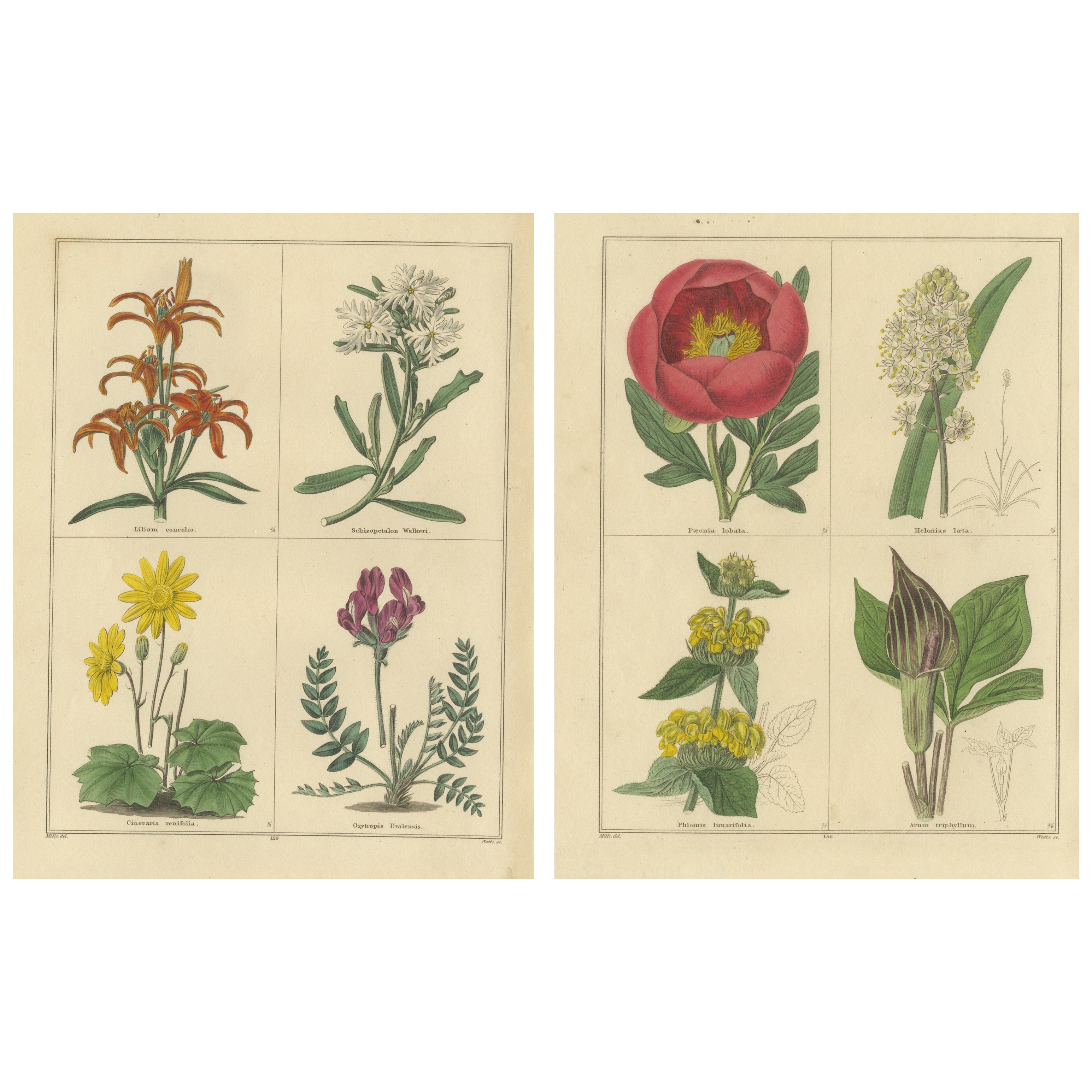 Paire de rares gravures de fleurs botaniques de 1836 par I. A. B. B., Londres