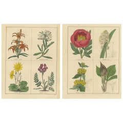 Pair of Rare 1836 Botanical Flower Prints by B. Maund, London