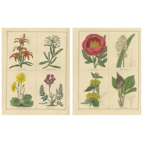 Pair of Rare 1836 Botanical Flower Prints by B. Maund, London