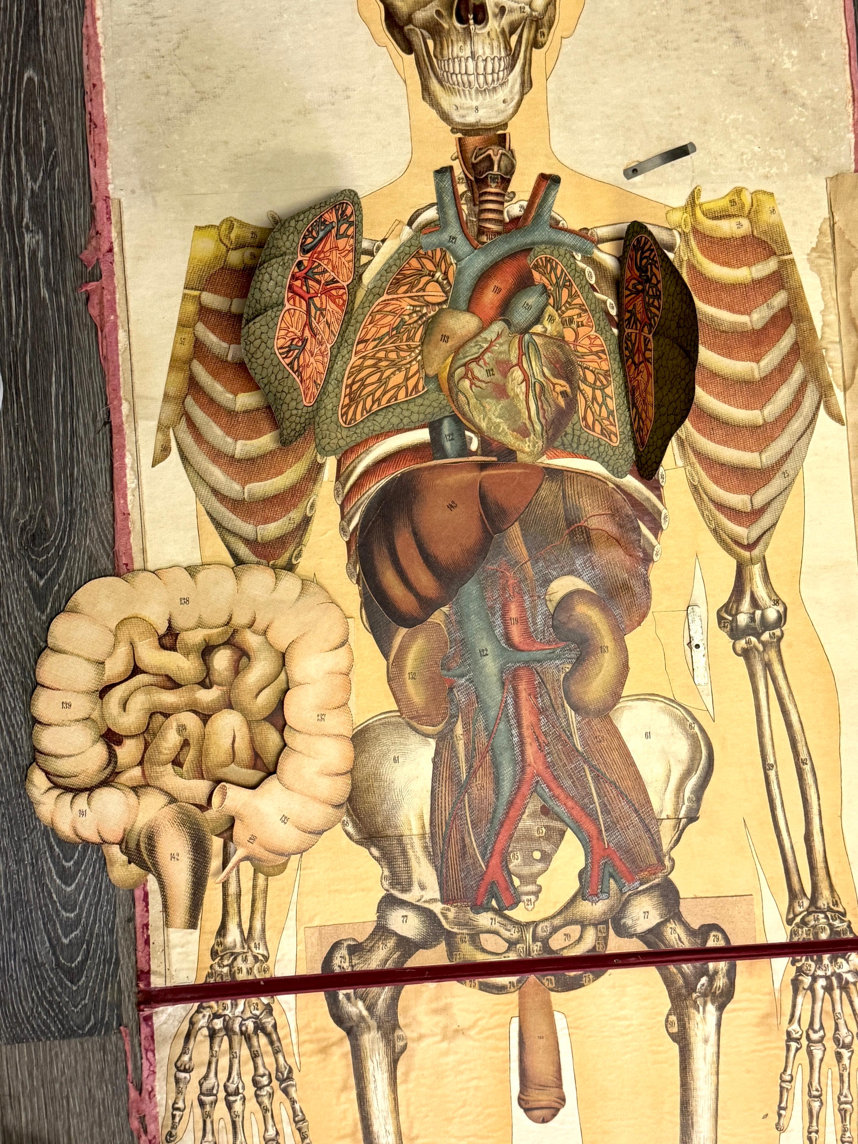 Coppia di rari manichini anatomici Pilz a grandezza naturale, Germania, 1890 ca. in vendita 3