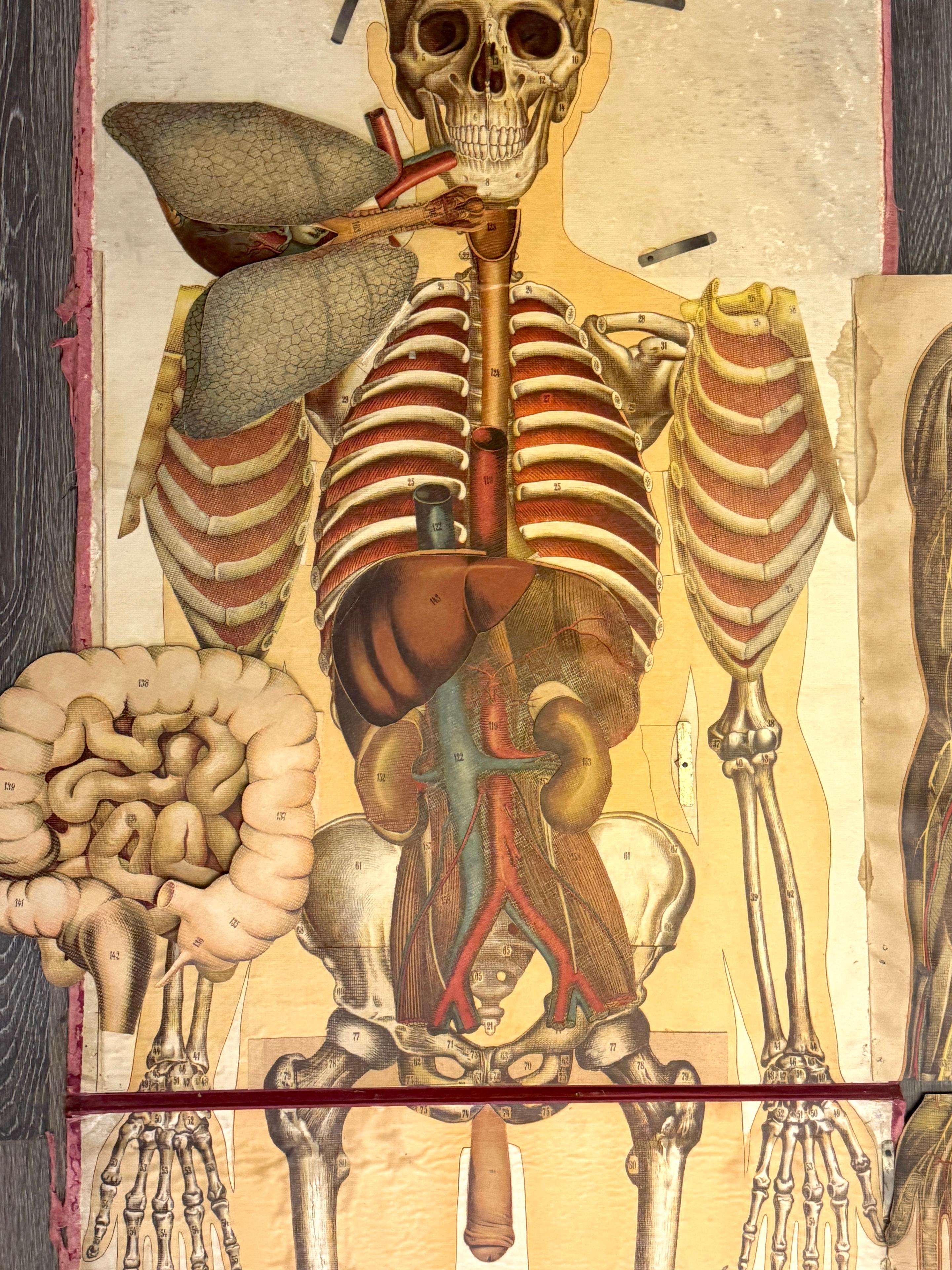 Coppia di rari manichini anatomici Pilz a grandezza naturale, Germania, 1890 ca. in vendita 4