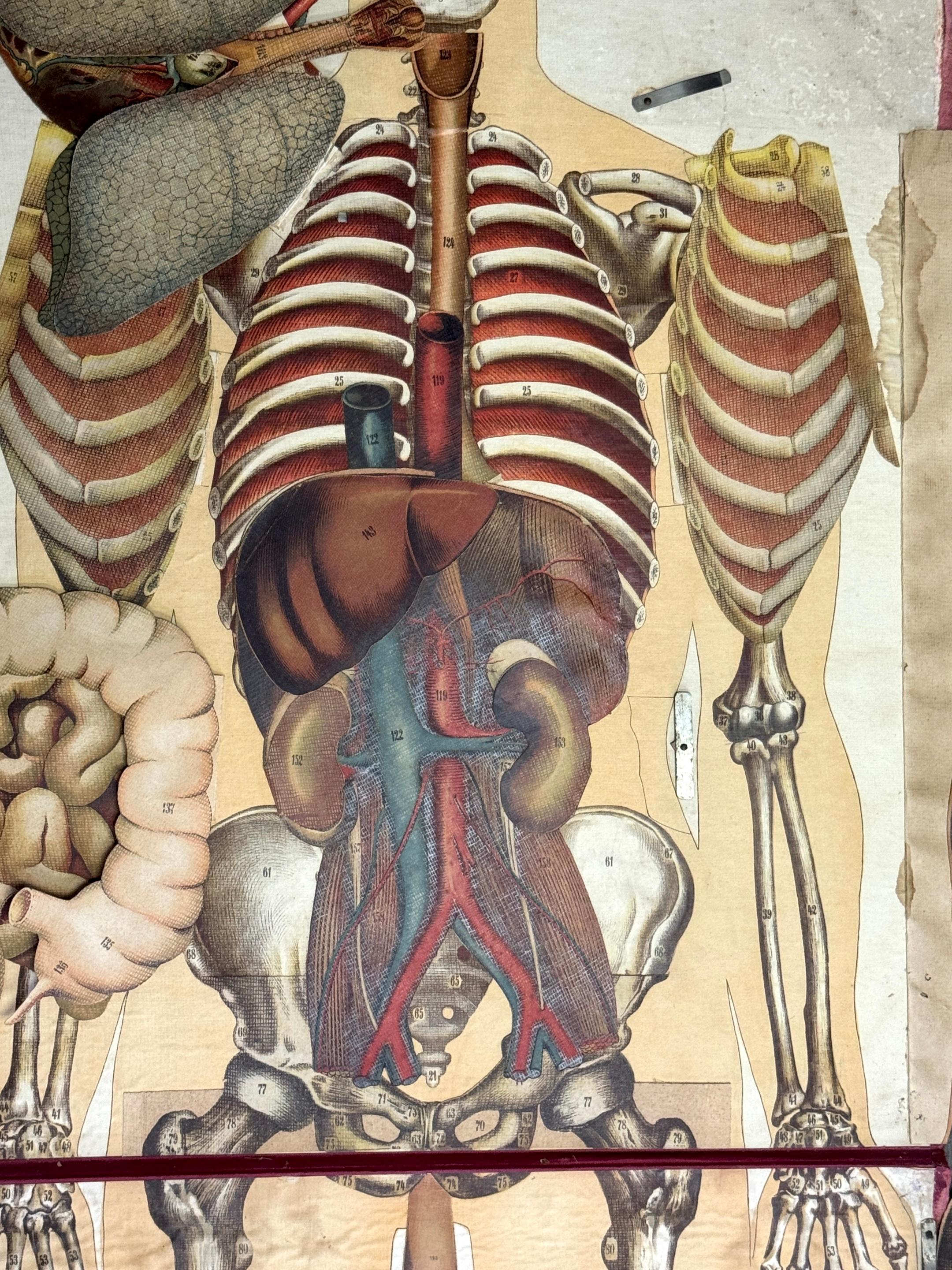 Coppia di rari manichini anatomici Pilz a grandezza naturale, Germania, 1890 ca. in vendita 7