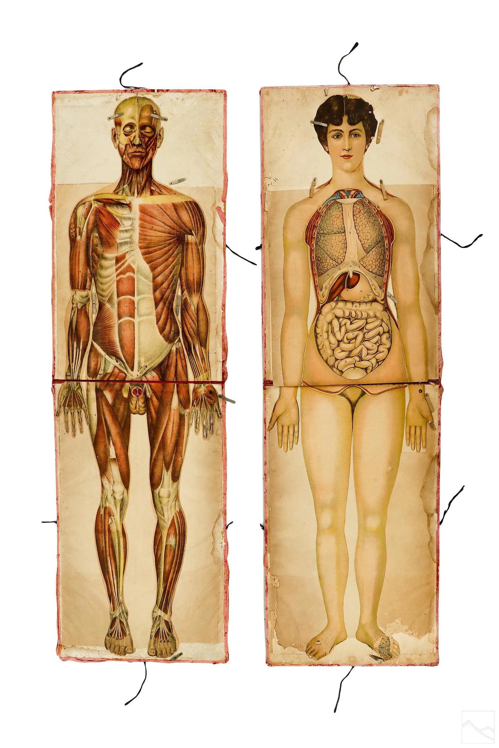 Coppia di rari manichini anatomici Pilz a grandezza naturale, Germania, 1890 ca.
Importato da American Thermo-Ware Co., New York

Una straordinaria e rarissima coppia di manichini anatomici a grandezza naturale, uno maschile e uno femminile,