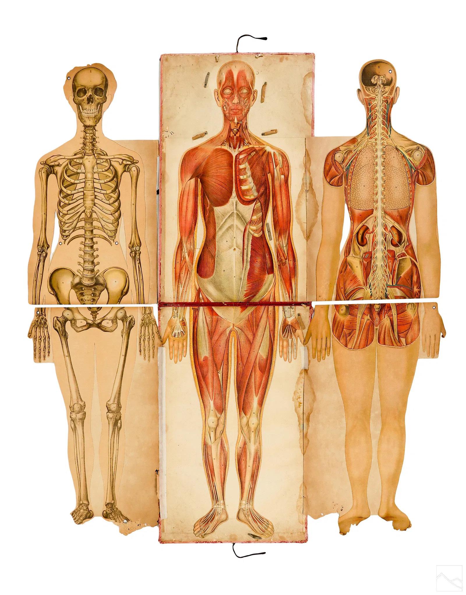 Pieno vittoriano Coppia di rari manichini anatomici Pilz a grandezza naturale, Germania, 1890 ca. in vendita