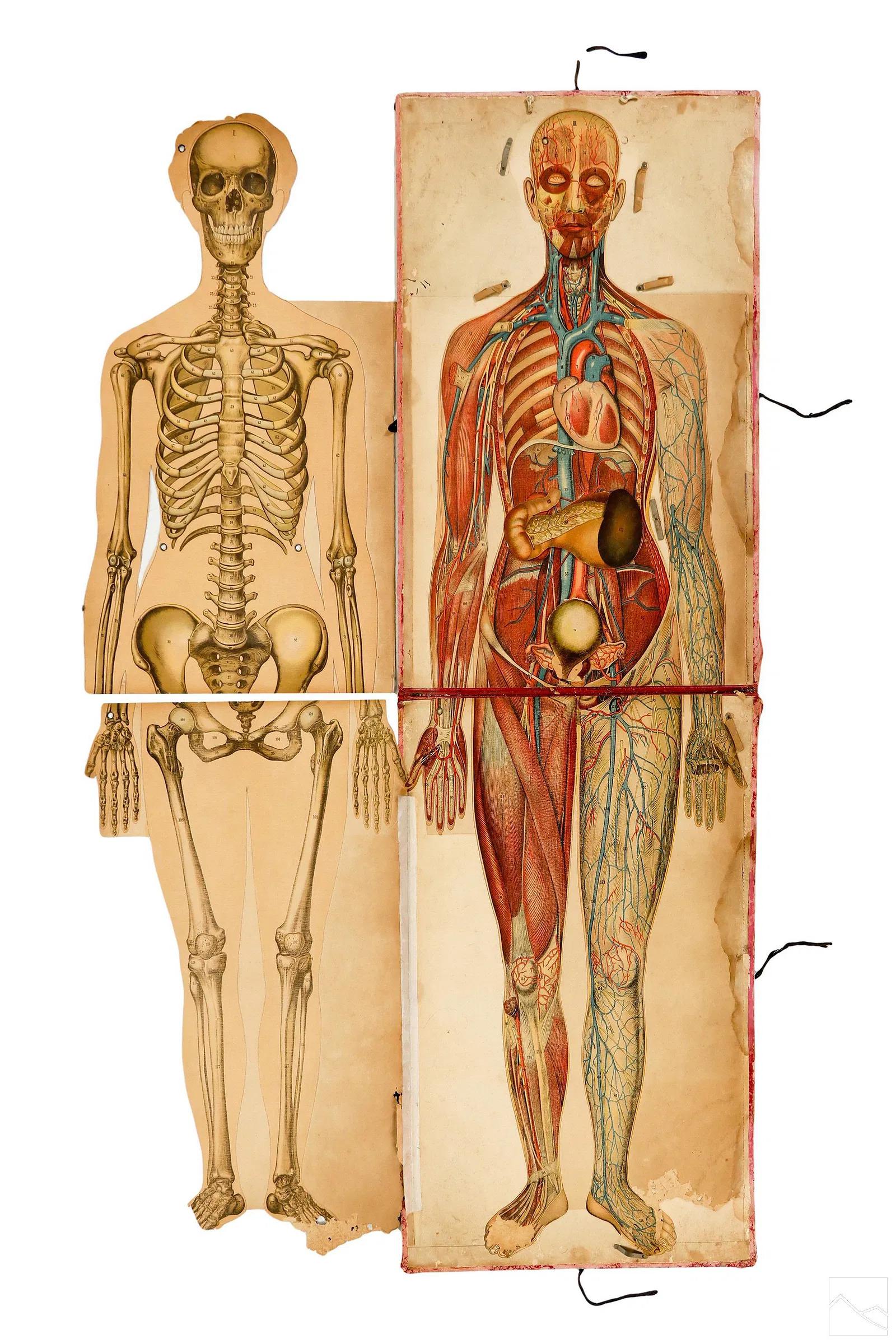 Tedesco Coppia di rari manichini anatomici Pilz a grandezza naturale, Germania, 1890 ca. in vendita