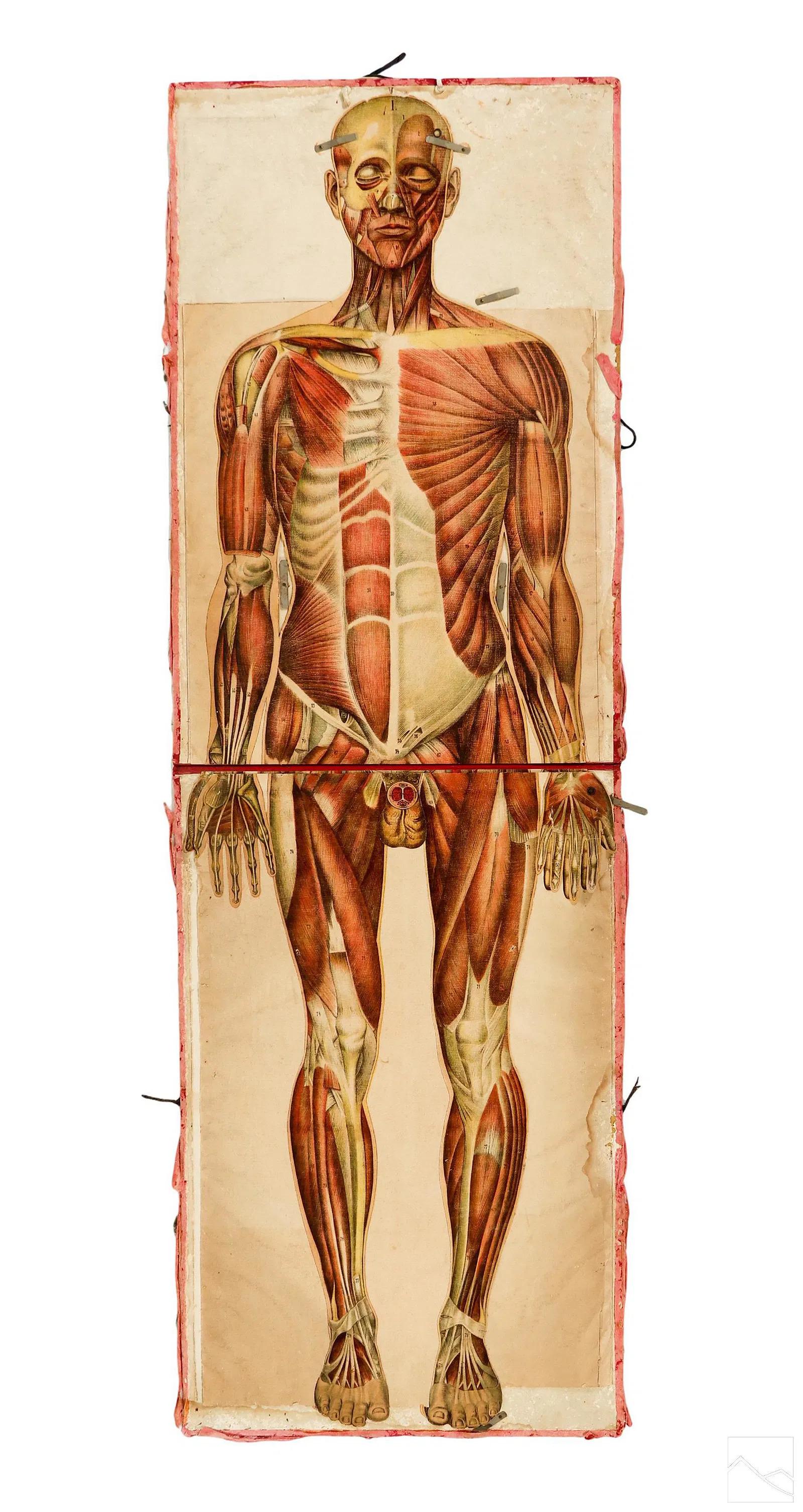 Coppia di rari manichini anatomici Pilz a grandezza naturale, Germania, 1890 ca. In condizioni buone in vendita a West Palm Beach, FL