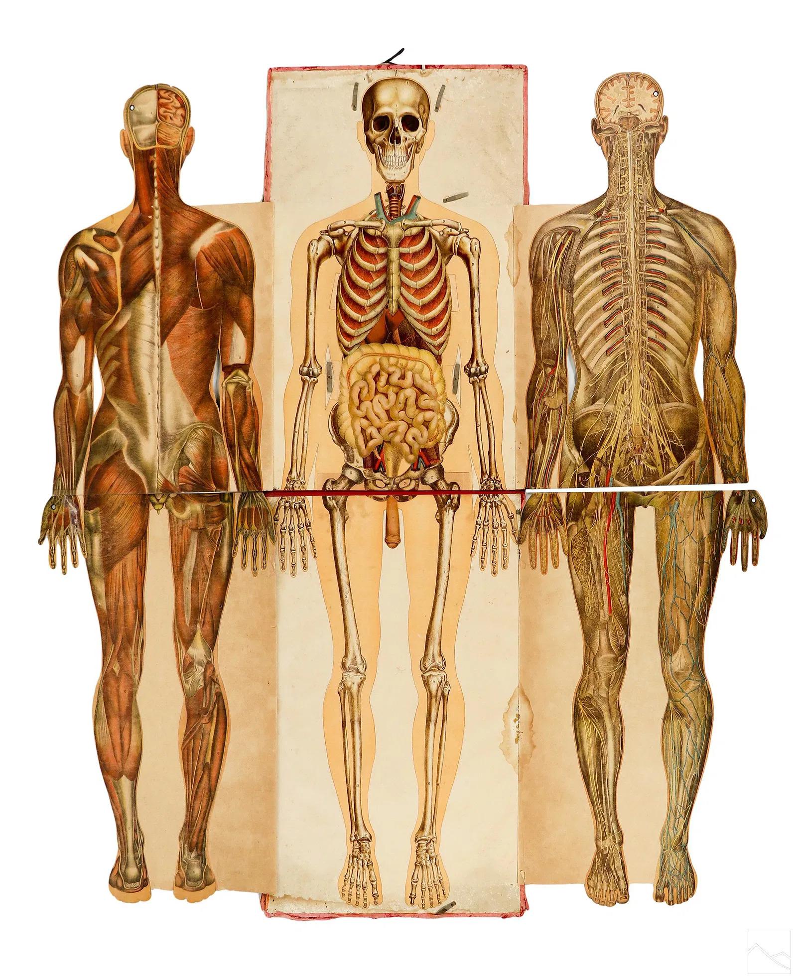 XIX secolo Coppia di rari manichini anatomici Pilz a grandezza naturale, Germania, 1890 ca. in vendita