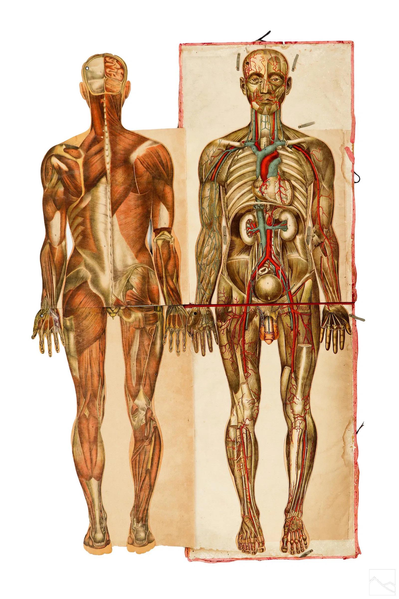 Carta Coppia di rari manichini anatomici Pilz a grandezza naturale, Germania, 1890 ca. in vendita