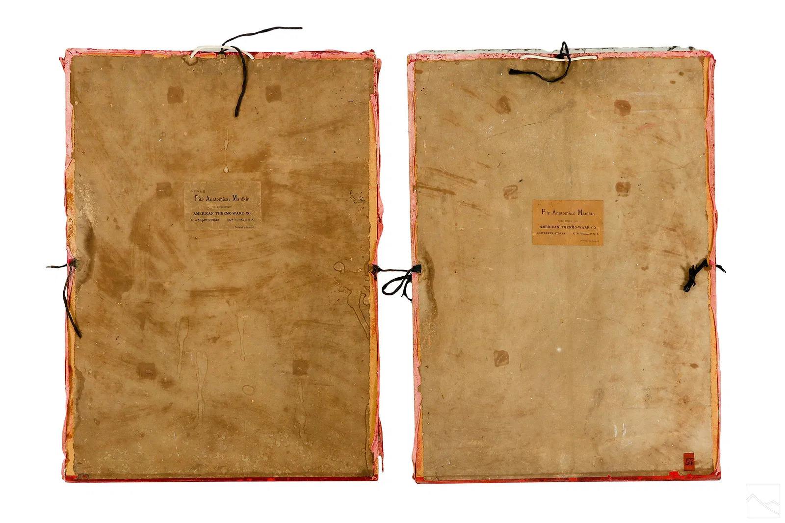 Coppia di rari manichini anatomici Pilz a grandezza naturale, Germania, 1890 ca. in vendita 1