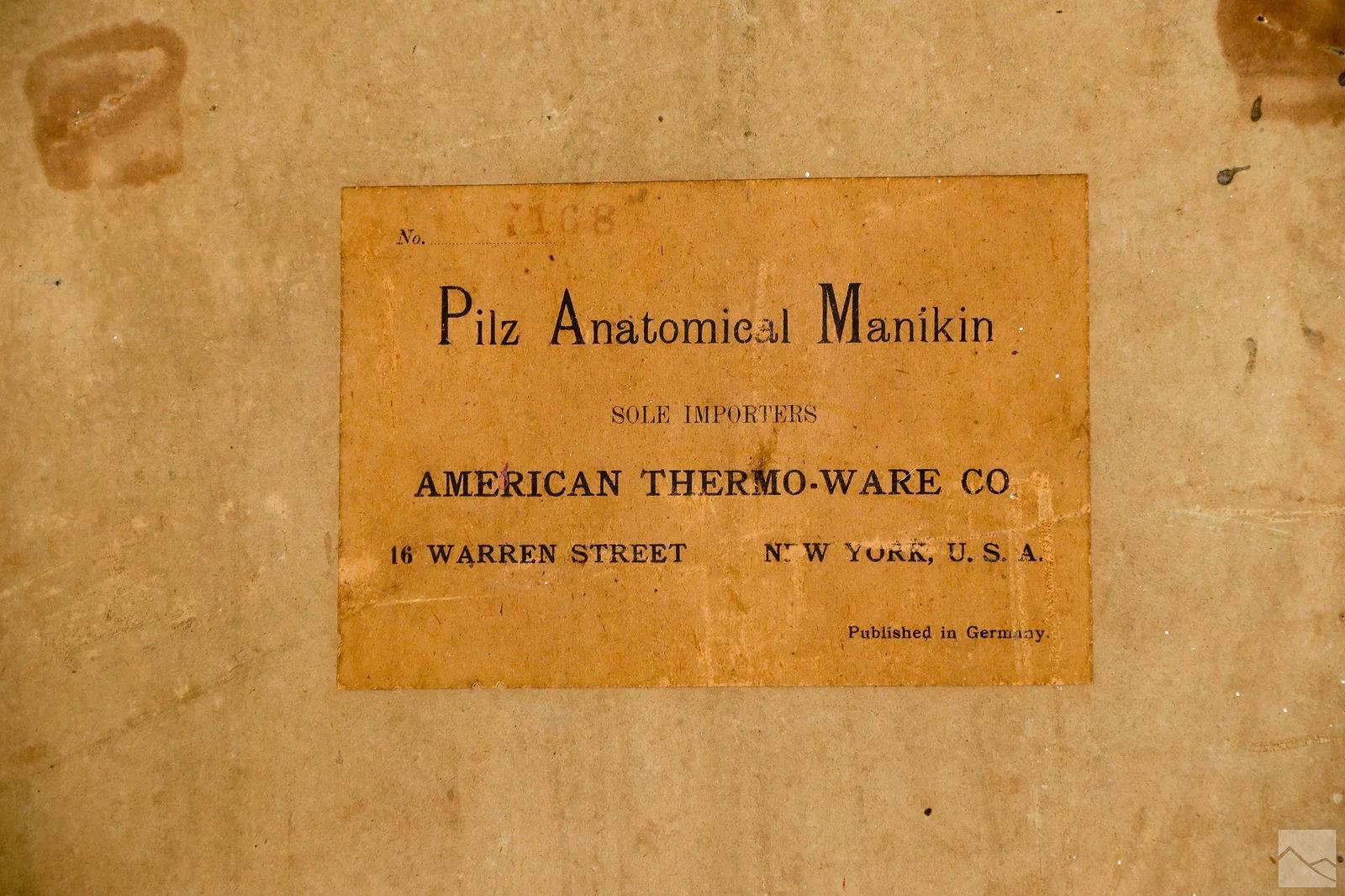 Coppia di rari manichini anatomici Pilz a grandezza naturale, Germania, 1890 ca. in vendita 2